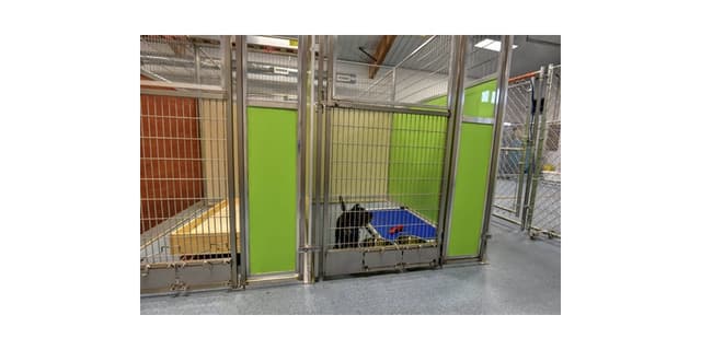 Stay and Play Pet Resort