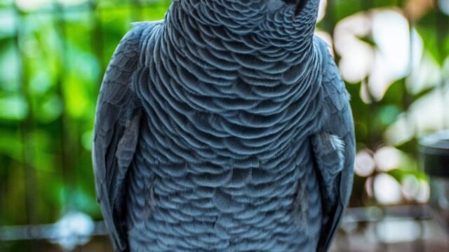 13622747-gray-parrot-5532840_1920-683×1024-1