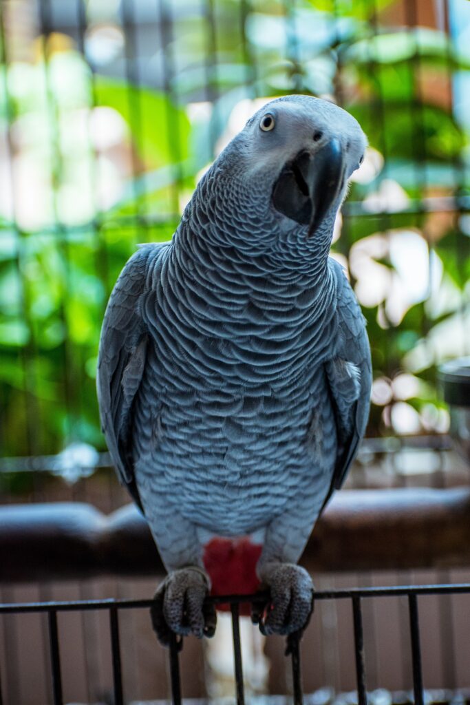 13622747-gray-parrot-5532840_1920-683×1024-1