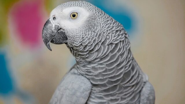 akbarnemati-bird-7188220_1280