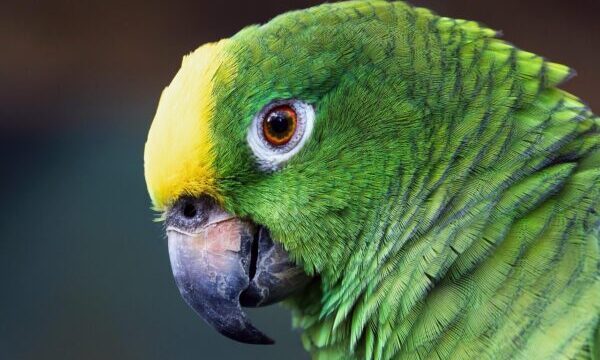 davidclode-parrot-9099001_1280-600×400-1
