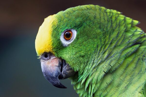 davidclode-parrot-9099001_1280-600×400-1