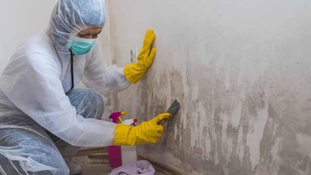 professional-mold-removal-from-wall