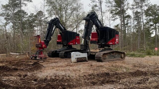 harpers_tree_commercial_1000271333