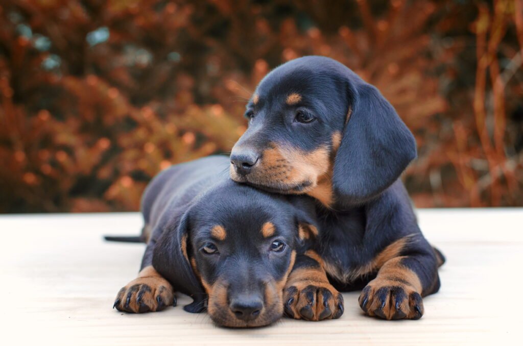 dachshund-puppies-being-together-1-1