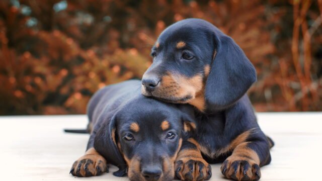 dachshund-puppies-being-together-1-1