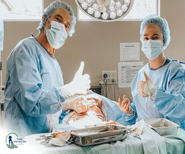Pet-Surgery-1