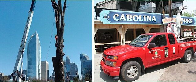 commercial-tree-service-aaa-tree-experts-charlotte-nc
