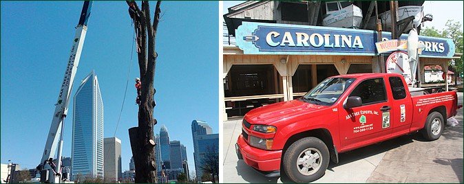 commercial-tree-service-aaa-tree-experts-charlotte-nc
