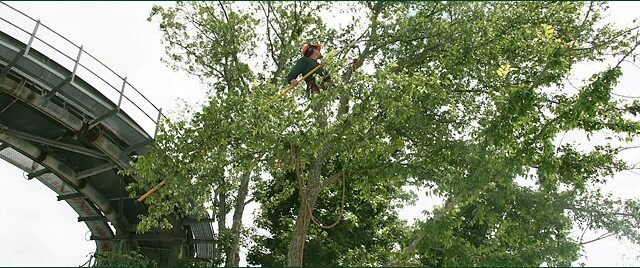 commercial-tree-services-aaa-tree-experts-charlotte-nc-Copy