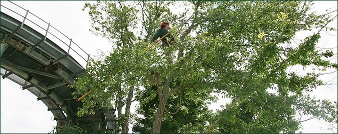 commercial-tree-services-aaa-tree-experts-charlotte-nc-Copy
